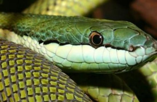 Serpentarium Blankenberge - Reptielenzoo