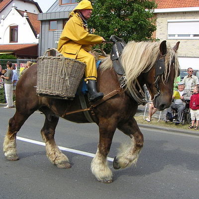 Garnaalvissers te paard