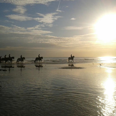 Manege Mustang