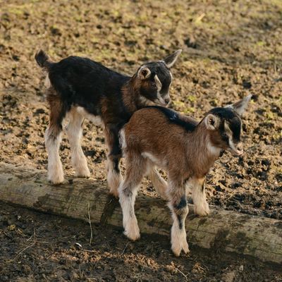 Kinderboerderij De Lange Schuur